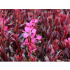 Gaura lindheimeri 'Gaudi Red' ružová sadenica v nádobe s objemom 1-2 l