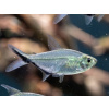 Aquascaperi Tetra Costae - Moenkhausia Costae