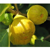 Figovník-Figa zlatá medová (Ficus carica Golden honey)