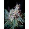 Sweet Seeds Cream Caramel Fast Version Balenie: 5+2