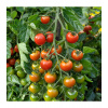 Paradajka kolíková Sweet million F1 - Solanum lycopersicum - Semená rajčiaka - 5 ks