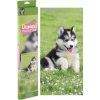 Grafix Diamantové maľovanie Husky 40 x 50 cm