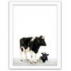 Obrázok v bielej ráme krava s teľatá 70x100 (Rámovaný obraz biela krava s teliatkom 70x100)