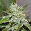 Delicious Seeds Original Juan Herer Balenie: 10