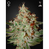 Green House Seed Lemon Skunk Balenie: 3