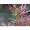 Tamariška kaspický Pink Cascade (kontajner C3)