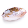 Puja Mušľa Abalone, veľkosť 14-18 cm