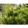 Borovica hustokvetá Low Glow (kontajner C5, výška 30-40cm)