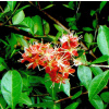 Henna Natubea