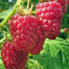 Malina červená 'TULAMEEN'-Rubus idaeus 'Tulameen'