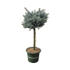 Smrek pichľavý na kmienku FloraSelf Picea pungens 'Glauca Globosa' 40 cm kvetináč 10 l