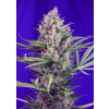Sweet Seeds Cream Mandarine Fast Version Balenie: 5+2