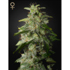 Green House Seed Money Maker Balenie: 10