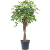 Schefflera arboricola 