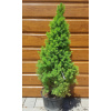 Smrek biely (Picea glauca ’Conica Speedy’) veľkosť 60cm