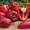 Paprika balkónová Almira Midi Red F1 - Capsicum annuum - semená papriky - 5 ks