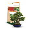 Symbiom Symbivit Bonsai, mykorhíza 150g