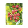Malina letná BIO FloraSelf Bio Rubus idaeus 'Willamette' výška cca 30 cm kvetináč 2 l