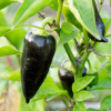 Paprika Black Knight F1 - Capsicum annuum - predaj semien - 7 ks