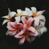 Ekokoza Frangipani Gracefruit, 1 l