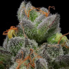 Humboldt Seed Company - California Cream (Caramel Cream) 5 ks - Semená neobsahujú THC