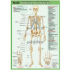 Školská kartička Kostra človeka A4