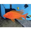 Aulonocara fire fish Albino Super red - 5-6,5cm