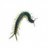 Scolopendra viridis