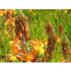 Bulbina Avera Sunset Orange - Bulbine frutescens (kontajner p17)