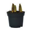 Tulipán FloraSelf Tulipa hybrid 'Hot Lips' kvetináč Ø 12 cm