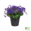 Kvetináč Green Basics - living black 13 cm