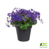 Kvetináč Green Basics - living black 15 cm