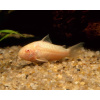 Pancierníček škrvrnitý albín - Corydoras paleatus albin