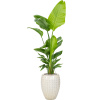 Private Label Strelitzia nicolai (120-160) in Laos R30cm V201cm