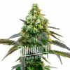 Blimburn Seeds Feminizované semená kanabisu Godfather OG 6 pcs