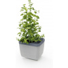 Gusta Garden Herbs Buddy samozavlažovací kvetináč svetlo-sivý GG-120F10