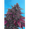 Sweet Seeds Dark Devil Auto Balenie: 25