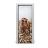 Samolepiace fototapety na dvere golden retriever 75x205