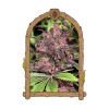 Exotic Seed - Black Haze Auto 25 ks - Semená neobsahujú THC