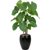 Private Label Alocasia in Laos V171cm R44.0
