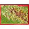 NP Bavorský les (Nemecko Bayerischer Wald) reliéf 3D mapka 10,5x14,8cm