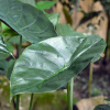 Alocasia - Alocasia Wentii - Elepant Ear XL (Alocasia - Alocasia Wentii - Elepant Ear XL)