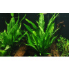 Microsorum pteropus Green Gnome (Košíčková Ø 5,5 cm)