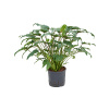 Philodendron 'Xanadu' R22cm V65cm