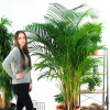 Areka - žijúci zvlhčovač Dypsis lutescens xxl (Areka - žijúci zvlhčovač Dypsis lutescens xxl)