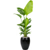 Private Label Strelitzia nicolai (120-160) in Laos R30cm V201cm