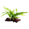 Dennerle Plants Microsorum pteropus on Root - 1 ks