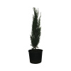 Cyprus vždyzelený 'Totem' FloraSelf Cupressus sempervirens 'Totem' 60-70cm kvetináč 3 l