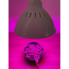 BASIC LED GROW žiarovka na všetky rastliny (E27) 30W