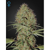 Green House Seed Super Bud Auto Balenie: 10